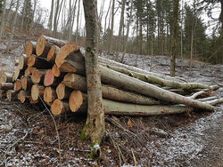 Polterholzaufarbeitung